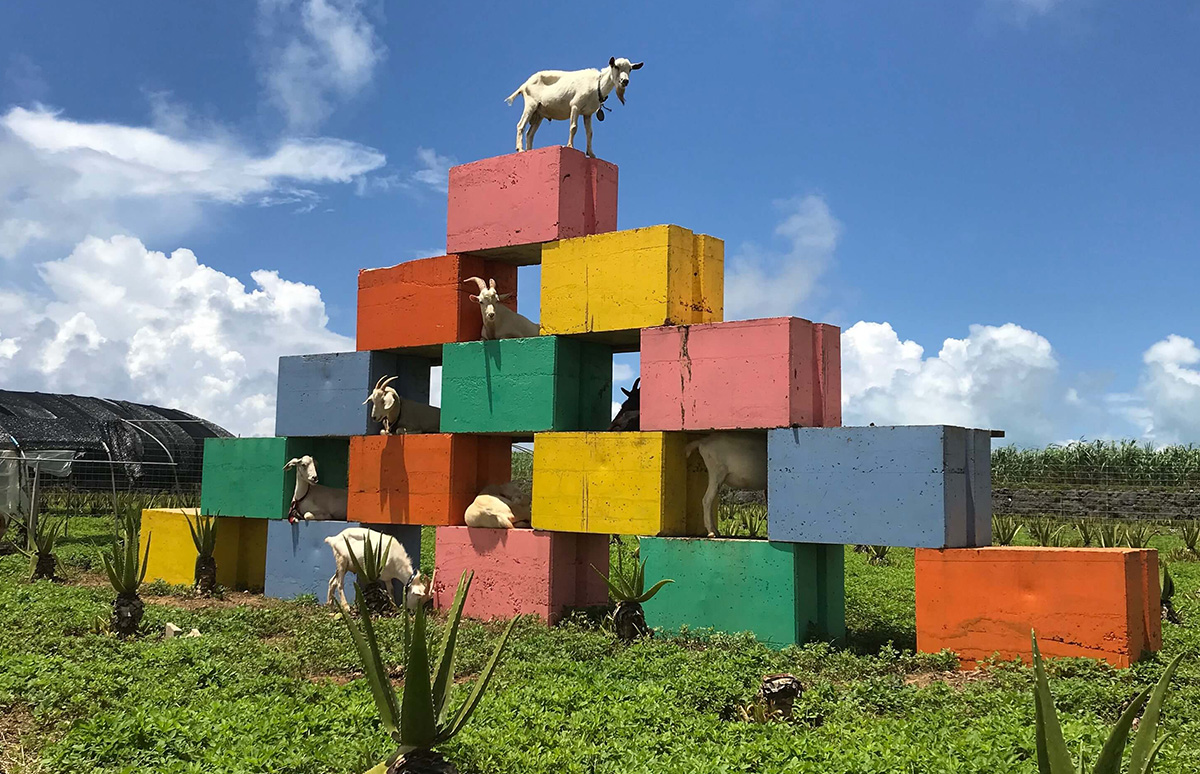 しろう農園合同会社 - 宮古島観光協会公式情報サイト | Meets More